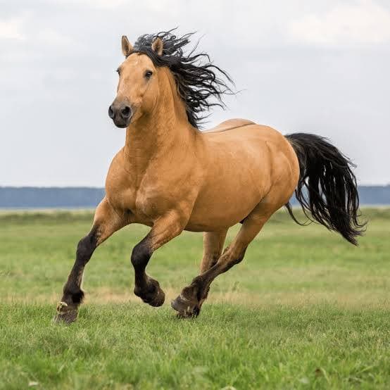 De eerste lammetjes van het voorjaar