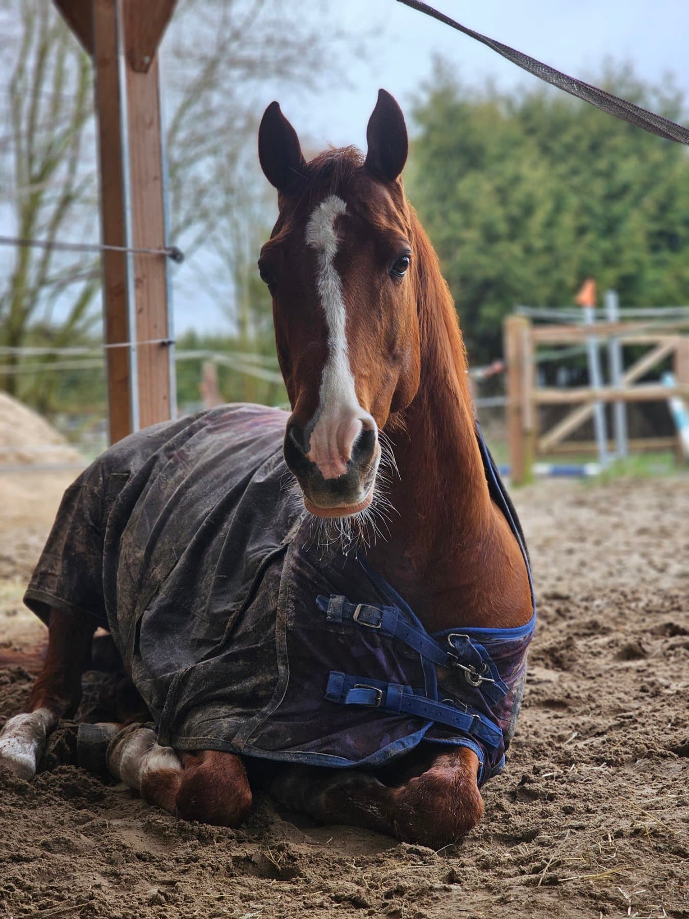 Golden, paard van De Weperstal