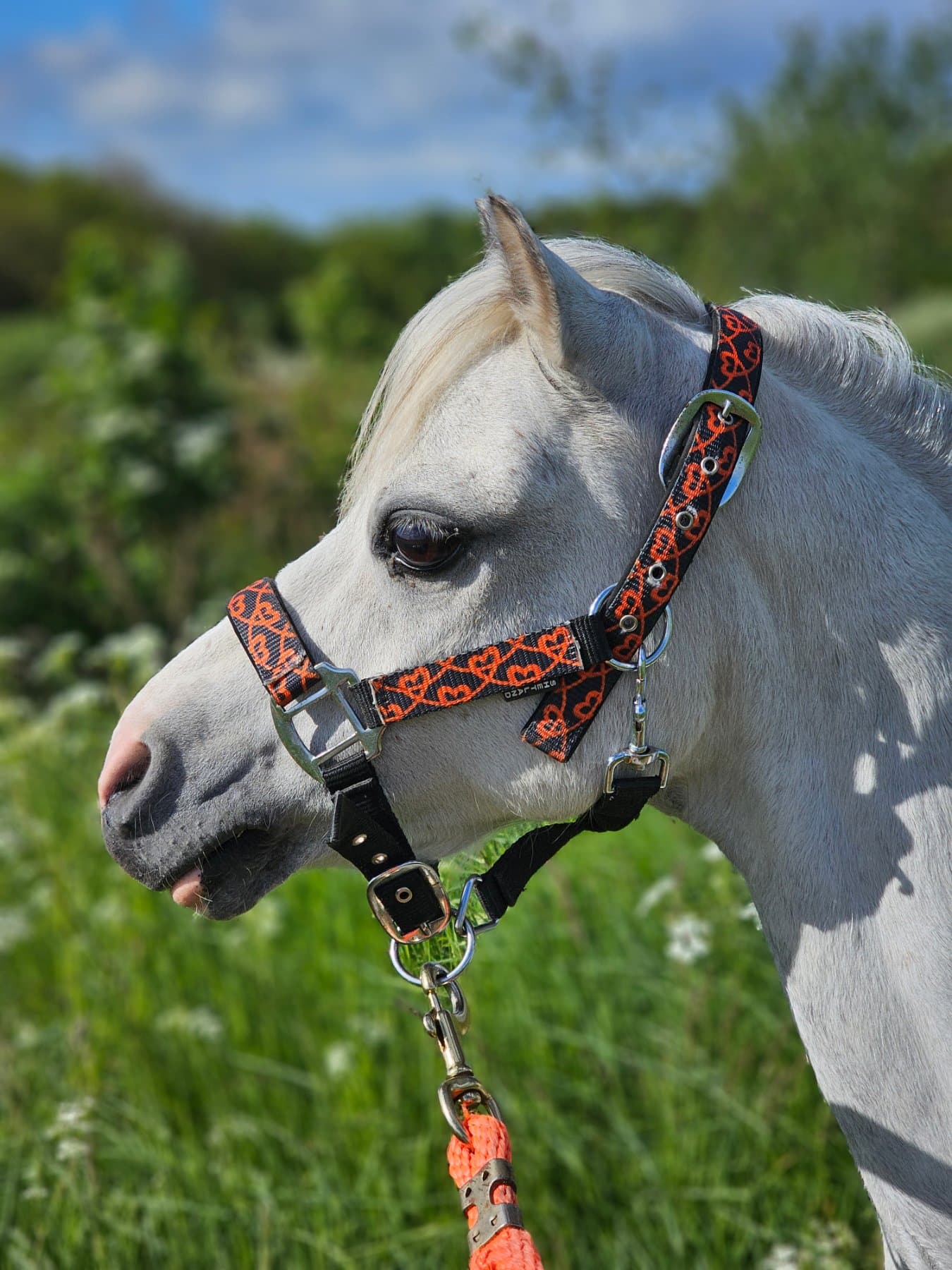 Marwyn, pony van De Weperstal
