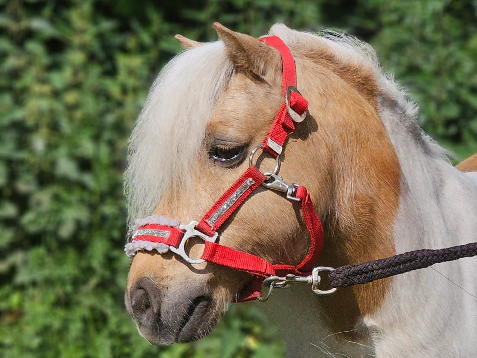 Matthias, pony van De Weperstal