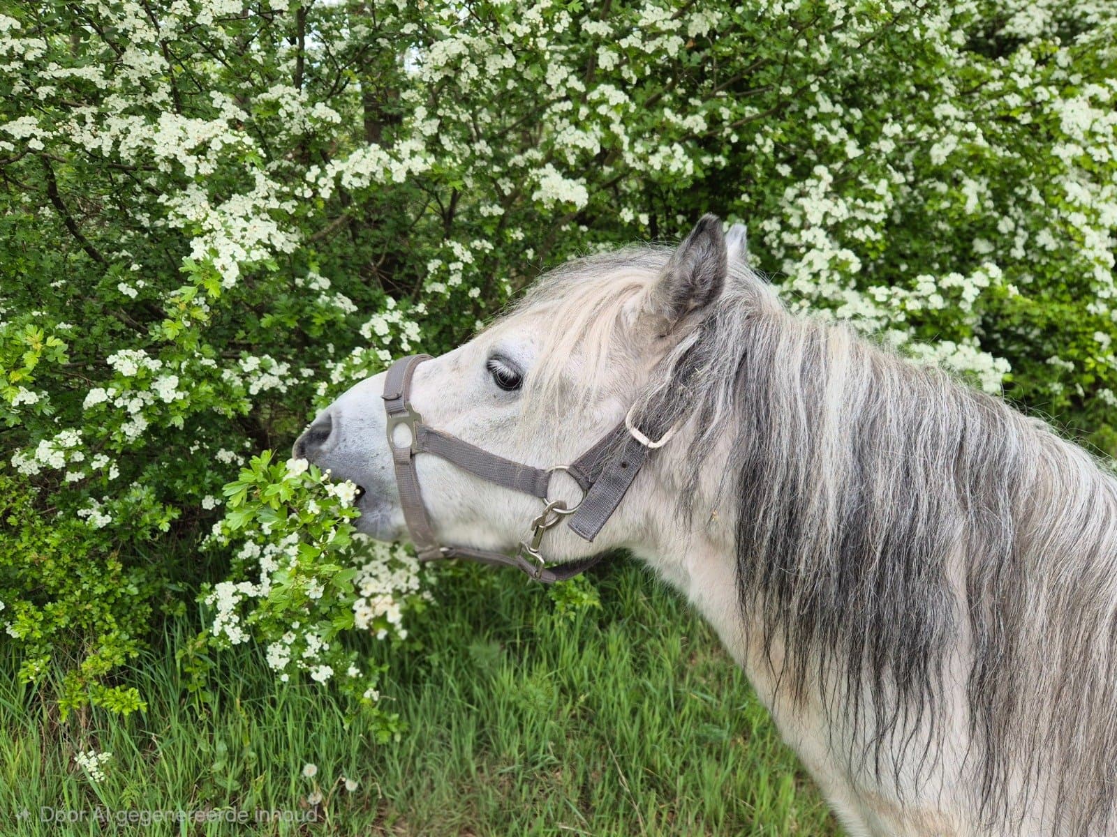 Daantje, pony van De Weperstal
